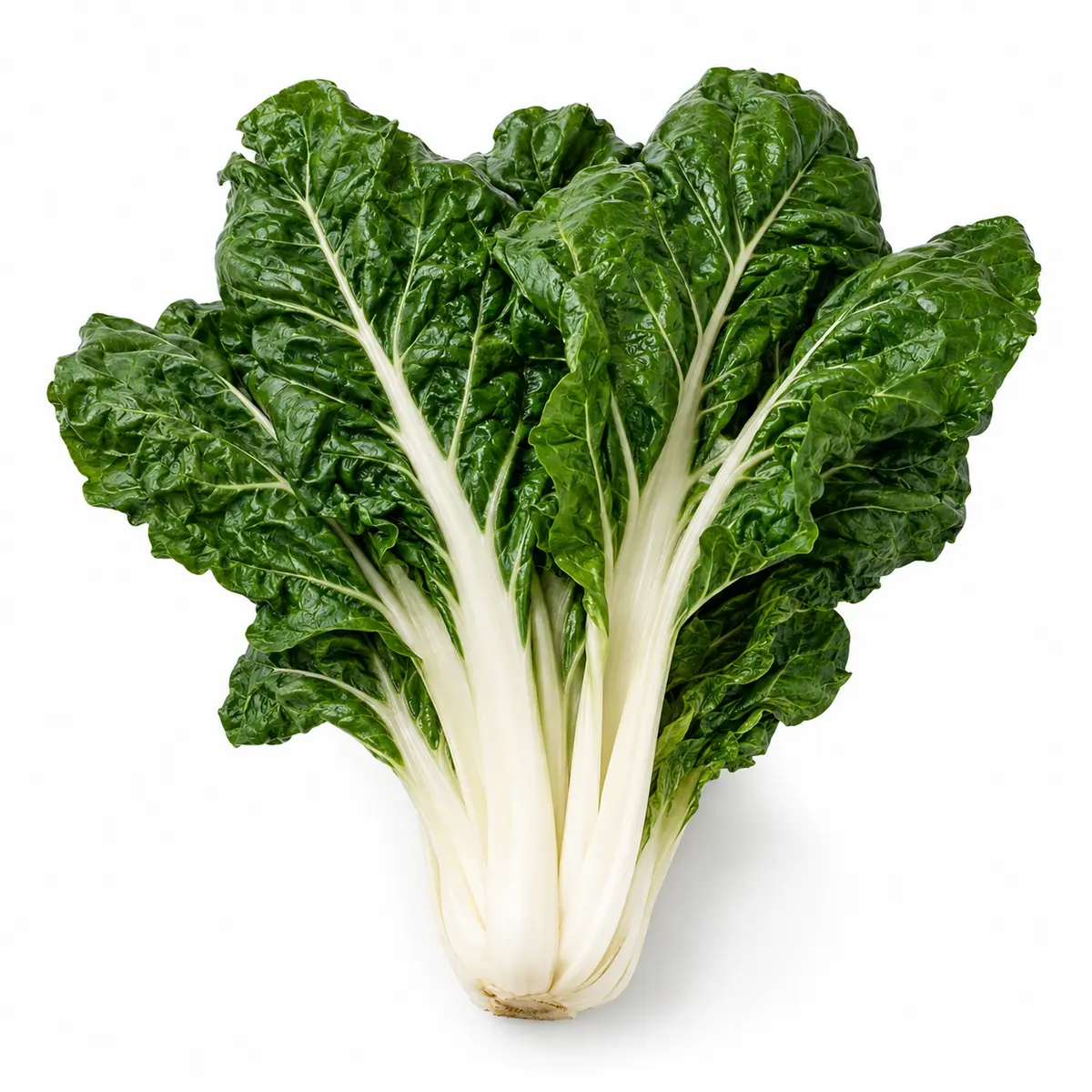 SILVERBEET