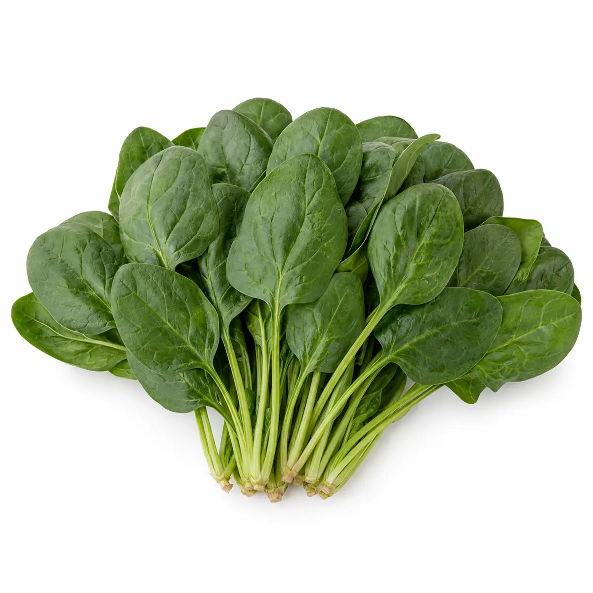 SPINACH ENGLISH